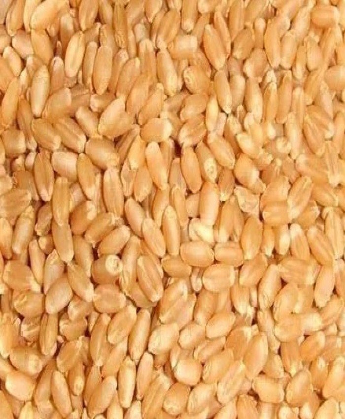 Wheat Grains 1 Kg